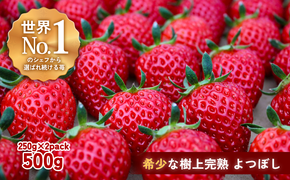 【完熟クラフト苺BERRY】有名シェフ御用達【樹上完熟よつぼし】約500g（出荷2025年12月上旬～2026年5月下旬） yuji0001