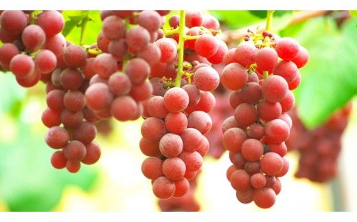 クインニーナ 約5kg (7～9房) 【2026年9月上旬発送開始】(茨城県共通返礼品：大子町) ぶどう 葡萄 ブドウ 果物 フルーツ 果実        