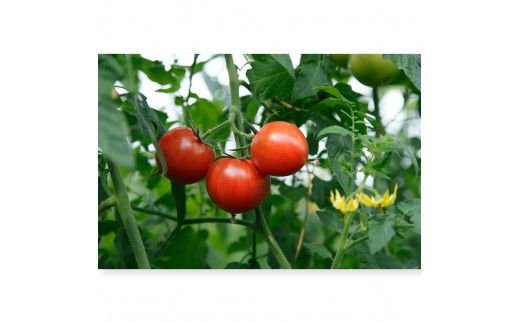 【全3回定期便】【先行予約】フルーツトマト （約800g）一箱12～20玉 〈2027年2月から配送開始〉先行予約 トマト 定期便 3ヶ月 とまと ふるーつとまと トマト とまと tomato 糖度8度以上 美味しい 高知県 土佐市【ファーム輝】 [BQBM005]