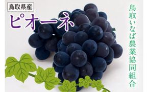 ブドウ ピオーネ 2kg 化粧箱 312011_AD001
