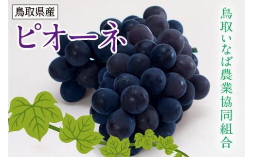 ブドウ ピオーネ 2kg 化粧箱 312011_AD001