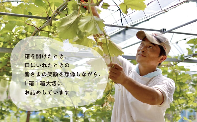 【2026年先行予約】量より質！桃とシャインマスカット、上級品の2回便(定期便) (岡山県産) / 7月9月【KF-T018-04】