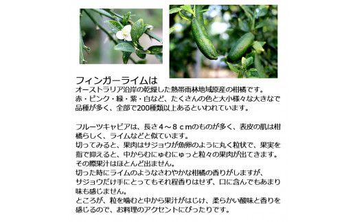 【先行予約】 フィンガーライム 約100g 100グラム〈2026年9月上旬～2026年11月下旬頃発送〉  / 当店おまかせ 果物 くだもの 果実 柑橘類 柑橘 フレッシュ 新鮮 お酒 果実酒 ジュース【白木果樹園】 [BQAI046]
