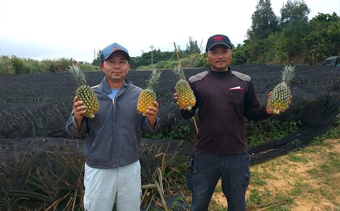 2026年発送【数量限定】ひとくちぼれ 金武町のすぐりむん（極上）パイン 6玉 パイナップル ぱいなっぷる パインアップル ぱいんあっぷる 国産 ギフト ボゴール スナック パイン 夏 贈答品 贈り物 プレゼント フレッシュ 土産 お取り寄せ フルーツ 果物 沖縄 金武町