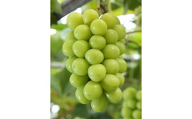 ぶどう 2026年 先行予約 シャイン マスカット 晴王 2房入り（1房 480g以上 ハウス栽培） ブドウ 葡萄  岡山県産 国産 フルーツ 果物 ギフト 