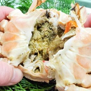 【ふるさと納税】【数量限定】希少な松葉がに（ボイル冷凍）500g以上×2枚 1kg以上 産地しか手に入らない脱皮直前のレアな松葉がに ソフト蟹 二枚皮 松葉蟹 ズワイガニ ずわい蟹 蟹 カニ かにみそ 急速冷凍 冷凍 【2025年2月下旬目安に発送開始】 兵庫県 新温泉町 送料無料