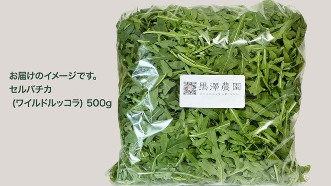 つくばみらい市 で栽培した セルバチカ ( ワイルドルッコラ ) 500g サラダ さらだ ルッコラ ハーブ 新鮮 国産 辛い セルバチコ ベビーリーフ イタリア野菜 イタリア料理 イタリアン パスタ 高級 トッピング 大容量 たっぷり [DS09-NT]