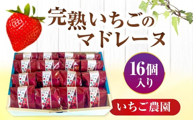 焼き菓子 いちごのマドレーヌ いちご農園 16個入り 洋菓子 マドレーヌ イチゴ 愛西市 / エール・ブランシュ 【配達不可：離島】 [AEAU007]