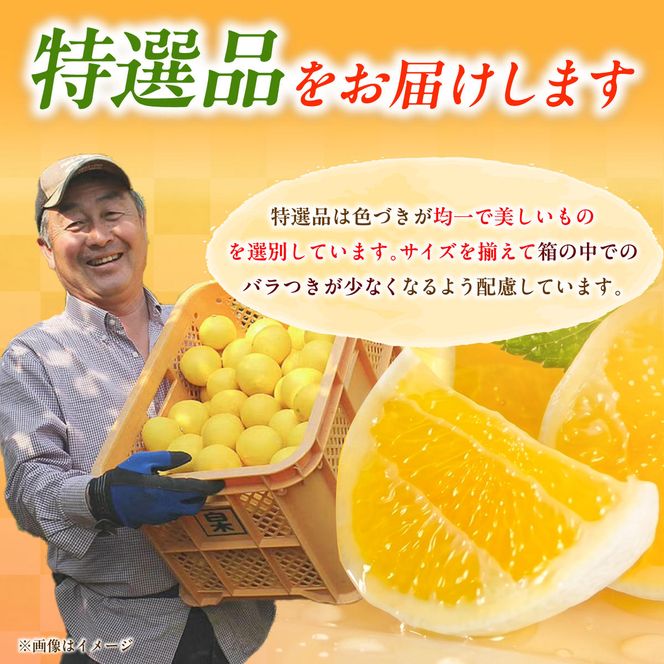 【先行予約】＜果樹園直送＞土佐小夏 特選品贈答用 約3kg 3キロ〈2027年5月下旬～6月下旬頃発送〉  / こなつ 小夏 日向夏 ニューサマーオレンジ 柑橘 かんきつ 柑橘類 フルーツ 果物 くだもの 果実【白木果樹園】 [BQAI027]