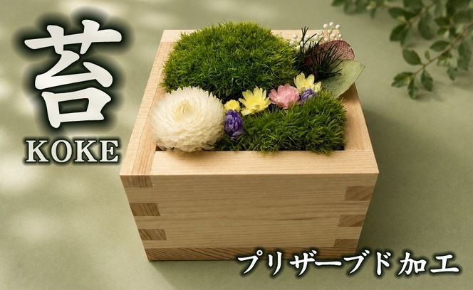 升コケ‐中‐(インテリア グリーン 観葉 植物苔 こけ コケ)【002427】