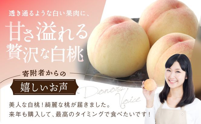 桃 2026年 先行予約 白桃 3玉 合計約800g もも モモ 岡山県産 国産 フルーツ 果物 ギフト