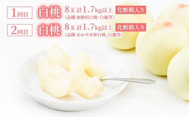 桃 定期便 2026年 先行予約 岡山 の 白桃 8玉 合計1.7kg以上×2回 お届け 化粧箱入り もも モモ 岡山産 国産 フルーツ 果物 ギフト 