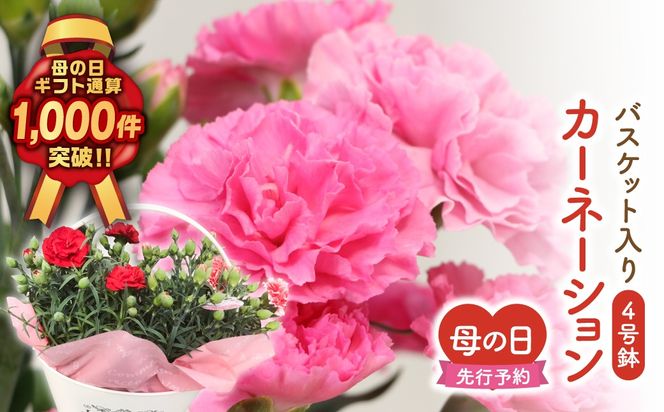 ＼先行受付 令和8年5月10日の母の日お届け：5月6日(水) 決済完了分まで！／  カーネーション 2種「 4号鉢 バスケット 入り 」 母の日直前にお届け 2026年 お母さんへの心を込めた贈り物 長持ち 鉢植え フラワーセット プレゼント 送料無料 故郷納税 福島県 田村市 フローラハシモト N052-005