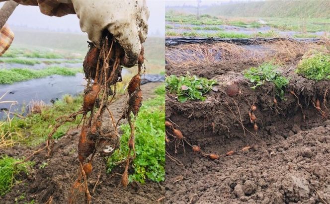 【錦町 産】インディアンのスタミナ源！桑原農園の熟成アピオス約1.2kg【配送不可：離島】 野菜 根菜 