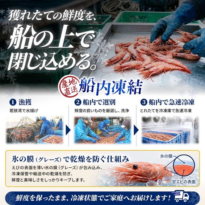 甘えび 刺身 500g 約50尾 越前甘えび 子なし 生食用 冷凍 えび エビ 海老 甘海老 あまえび 海鮮 魚介 魚介類 国産 日本海 福井県 若狭町