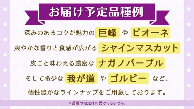 ＼選べる 内容量／ 旬なぶどう 品種おまかせ 約1.3kg(約2房) / 約2kg(約4房) / 約5kg(約8～12房) 単品【2026年8月より発送開始】（茨城県共通返礼品 [ぶどう]：結城市産） ぶどう 旬 おまかせ 詰め合わせ フルーツ 果物 巨峰 ピオーネ シャインマスカット ナガノパープル 我が道 ゴルビー
