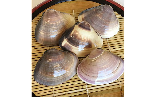 海の駅九十九里　駅長おすすめBOX 魚介類 魚貝類 加工食品 はまぐり 蛤 