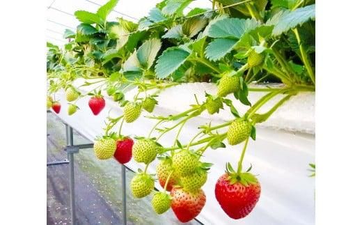 鳥取県新ブランド苺「とっておき」大粒詰め合わせ【苺工房たけうち】 312011_BE001