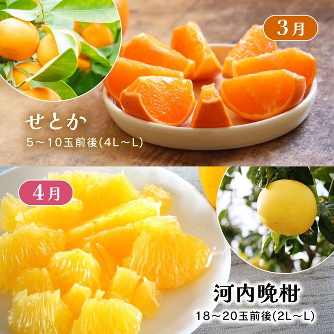 【定期便】えひめかんきつ定期便 全6回 ＜みかん 柑橘 フルーツ 定期便 国産 愛媛県 ＞ ※2026年11月～発送