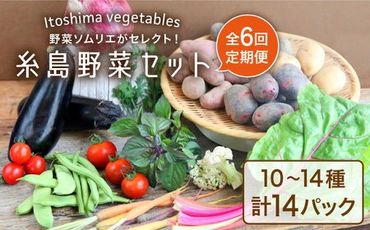 【全6回定期便】旬を味わう 糸島 野菜 セット 10～14種 （14パック） / イタリア野菜 オーガニック 野菜ソムリエ 松永 糸島市 / vegeLabo [AJB002]