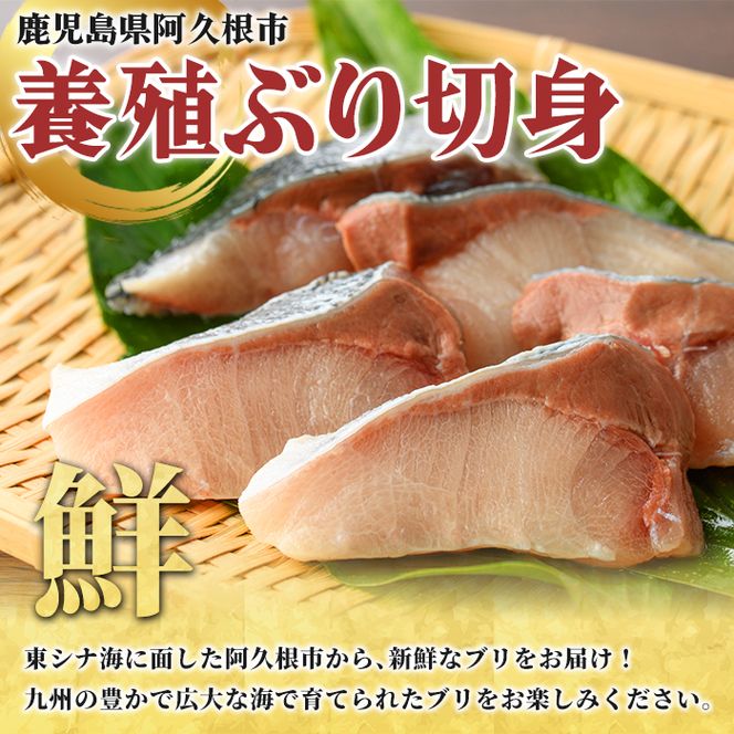養殖ぶり切身(約1kg) 鹿児島県 阿久根市 ブリ ぶり 鰤 魚貝 魚介 海産物 切身 切り身 煮物 煮つけ 焼き魚 おかず おつまみ 小分け 【さるがく水産】akn028-44