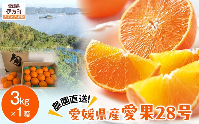 yQɕzys\zyʌz__^QY 28 3kg×1i2025N12{菇j IKTV003