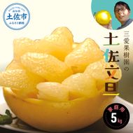 【先行予約】三愛果樹園の土佐文旦 家庭用 約5kg / 土佐文旦 みかん 柑橘 ぶんたん ブンタン 果物 フルーツ 〈2027年2月上旬から順次発送〉【三愛果樹園】