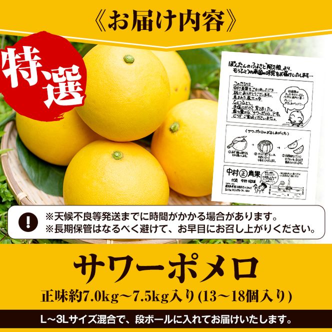 ＜先行予約受付中！2027年2月下旬以降順次発送予定＞数量限定！特選サワーポメロ(正味約7.0kg～7.5kg・ L～3Lサイズ13～18個) 国産 フルーツ 果物 柑橘類 サワーポメロ 甘味 酸味 デザート おやつ【なかむら果樹園】akn014-02