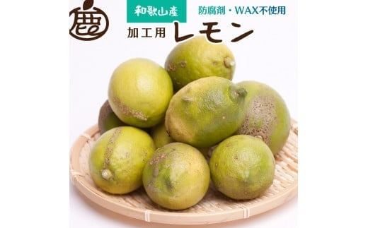 ＜先行予約＞加工用 黒潮レモン5kg+150g（傷み補償分）【和歌山有田産】【防腐剤・WAX不使用、安心の国産レモン】【わけあり・訳ありレモン】【果汁用】 ※2024年9月上旬頃〜2025年4月下旬頃に順次発送【ikd035B】