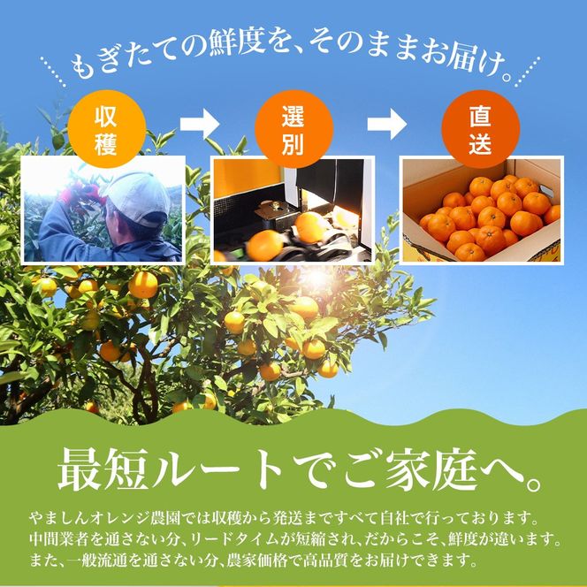 訳あり 有田みかん 約10kg ご家庭用 和歌山県 ごだわり有田みかん ※2026年11月～2027年1月に順次発送予定 【nuk138H】