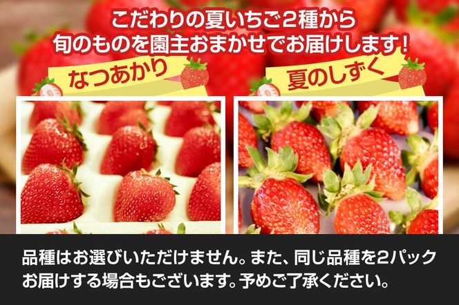 《近畿以北限定》 夏イチゴ専門農園の園主おすすめ！ 仙北市産 夏イチゴ 約600g（約300g×2パック） [苺 イチゴ いちご ブランド 品種 銘柄 なつあかり 夏のしずく 希少品種 ケーキ ジャム スムージー スイーツ フルーツ 果物 秋田県 今が旬]|02_sfm-030201