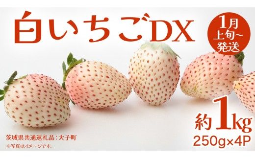 白いちご DX 約1kg (250g×4P)【2027年1月上旬発送開始】(茨城県共通返礼品：大子町) 苺 いちご イチゴ 果物 フルーツ おやつ