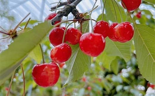 FYN6-053 ≪2026年先行予約≫山形県 品種おまかせ さくらんぼ 500g M～L 秀品 バラパック 2026年6月上旬頃から順次発送 果物 くだもの フルーツ 夏果物 サクランボ チェリー ご自宅用 ご家庭用 山形県 西川町 月山