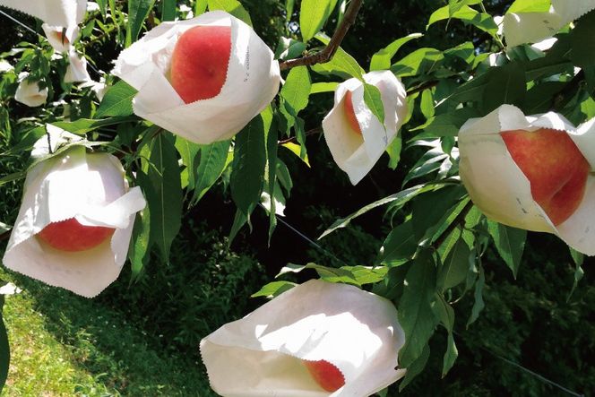 2026年産 先行予約 桃 加東市産『やしろの桃』3kg 【お届け：2027年7月中旬～8月上旬】[フルーツ 果物 もも] ３kg 