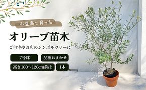 【 小豆島 】小豆島で育ったオリーブ苗木！ご自宅やお店のシンボルツリーにどうぞ！ 植物 観葉植物 オリーブ 苗木 インテリア シンボルツリー オリーブ苗木 香川 香川県 土庄 土庄町