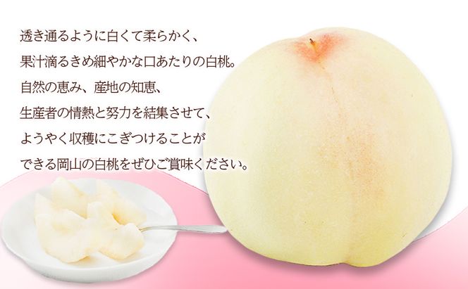 桃 2026年 先行予約 白桃 8玉（1玉200g以上）化粧箱入り もも モモ 岡山県産 国産 フルーツ 果物 ギフト 