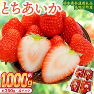 【順次発送】栃木県産 とちあいか 合計1,000g (250g以上×4パック) 農家直送 家庭用 和饗エコファーム【栃木県共通返礼品/高根沢町産】｜栃木県 ふるさと納税 いちご イチゴ 苺 果物 フルーツ とちあいか 熟成 (DW001)