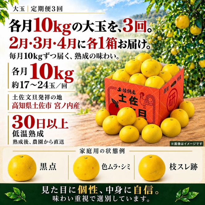 土佐文旦 大玉 定期便 全3回 各回10kg 合計30kg 家庭用 日本ギフト大賞受賞 文旦発祥の地 園主こだわり 2月 3月 4月 食べ比べ 高知県土佐市産 高知県産 国産 10キロ ぶんたん みかん 柑橘類 高級フルーツ 果物 産地直送 お取り寄せ ギフト 先行予約 やの一果彩[BQAC010]