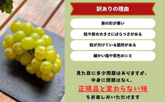 訳あり 瀬戸ジャイアンツ 2房 合計1.0kg以上 産地直送 朝採れ ぶどう 葡萄 岡山 Kawahara Green Farm 岡山県産 2026年 先行予約