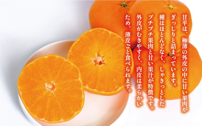 数量限定 先行予約 甘平 4kg 15000円 かんぺい 高級 人気 ブランド プレミアム 産地直送 農家直送 愛媛 みかん mikan 蜜柑 ミカン 国産 期間限定 特産品 フルーツ 果物 柑橘 甘い おいしい お取り寄せ ギフト プレゼント お礼 みかんの山祥 愛南町 愛媛県