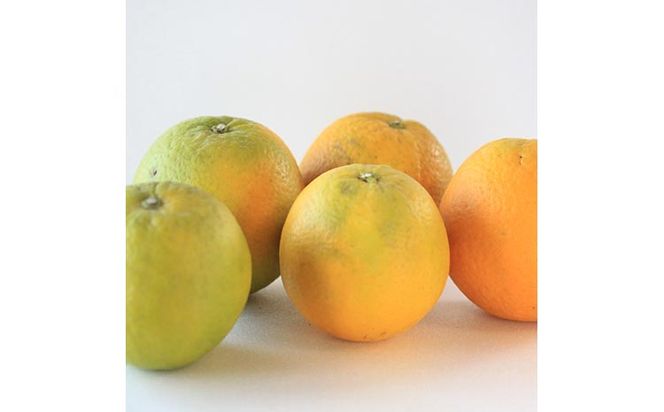 家庭用 バレンシアオレンジ10kg+250g（傷み補償分）