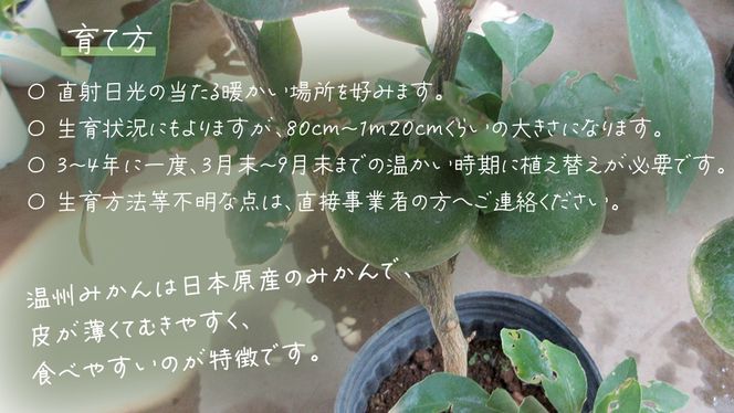 温州 みかん の 苗  8号ポット 1点 苗木 庭木 果樹 ガーデニング 家庭菜園 園芸 鉢植え 庭木 果物 くだもの  観葉植物 インテリア 植木鉢 [BG022us]