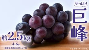 巨峰 2.5kg (4～6房)【2026年8月下旬発送開始】(茨城県共通返礼品：大子町) ぶどう 葡萄 ブドウ フルーツ 果物 スイーツ