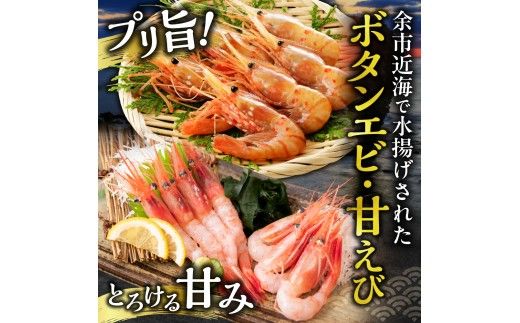 【獲れたての味！】ボタンエビ300g・甘エビ300g・ボイルシャコ300g 3種セット 獲れたて急速冷凍 北海道余市近海 海鮮 海の幸 超低温冷凍 鮮度抜群 刺身用  食べ比べ 詰め合わせ_Y022-0028