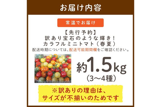 【先行予約】訳あり 宝石のような輝き！カラフルミニトマト 約1.5kg（春夏）（2026年5月下旬～発送）　MY00012