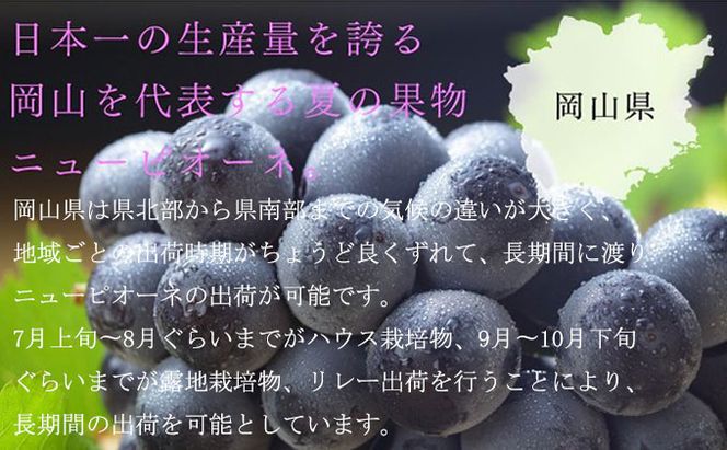 ぶどう 2026年 先行予約 ご家庭用 ニュー ピオーネ 3～6房 約1.5kg ブドウ 葡萄  岡山県産 国産 フルーツ 果物 巨峰 美しい 外観 大粒 高糖度 種なし 皮ごと 芳醇 酸味 美味しい 絶妙 バランス 大人気 