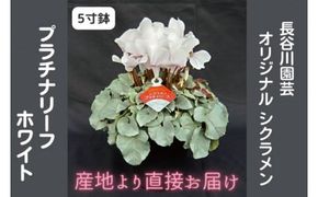 【先行予約】【長谷川園芸】オリジナル品種 シクラメン プラチナリーフ ５寸 ホワイト 【冬のギフト  フラワーギフト クリスマス 鉢花】(AT102)