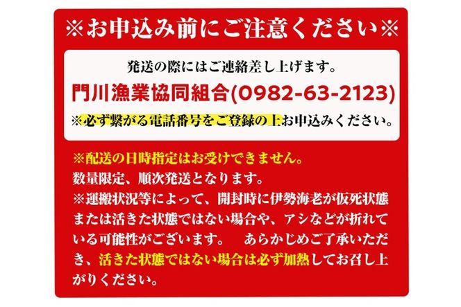 ＜数量限定・期間限定＞天然！門川町産活き伊勢海老(計1.5kg・約2～6尾)エビ えび 刺身 魚介 海鮮 朝獲れ 国産【O-6】【門川漁業協同組合】