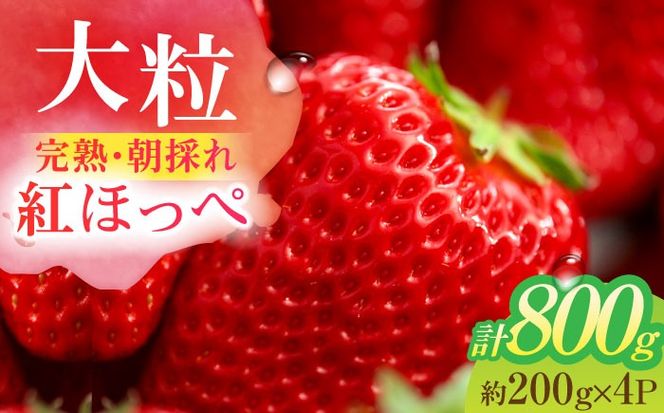 朝摘み 愛知県産 大粒 完熟紅ほっぺ 約200g×4パック いちご 紅ほっぺ 完熟 愛西市/くぼ苺農園[AECJ002]