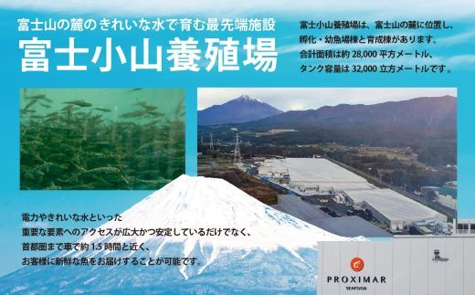 【訳アリ】小山町産 アトランティックサーモン 約1.5kg（柵）魚体2.0kg未満